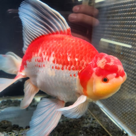 国産　上物ジャンボ獅子頭31㎝±