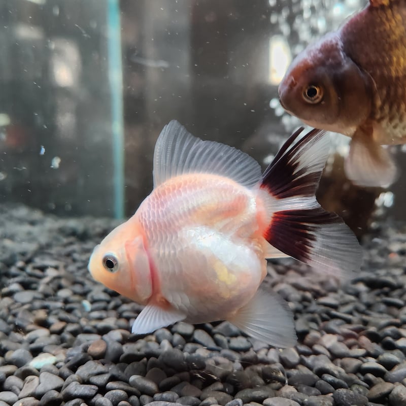 ハーフムーンオランダ　中国産　金魚　オランダ　獅子頭 金魚王子】ハーフムーンオランダ 6.5±1cm前後 (個体番号：cde529) 金魚