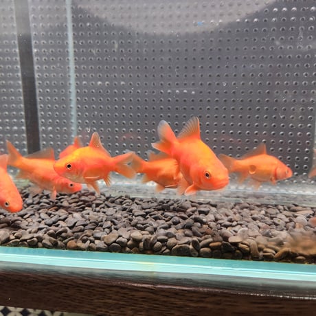 国産　ドラゴンスケールフナ尾和金8㎝± （吉野養魚場産）