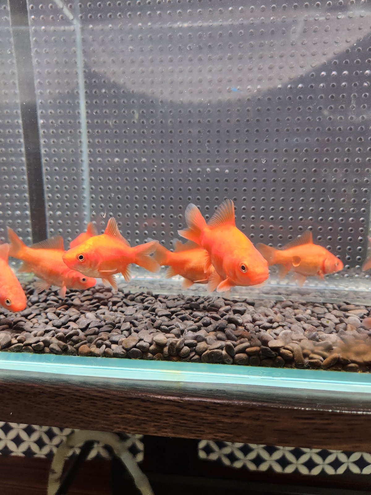 国産 ドラゴンスケールフナ尾和金8㎝± （吉野養魚場産） | 金魚