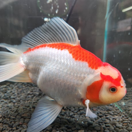 CATEGORY ジャンボ獅子頭 | 金魚・クワカブ専門店 祭-matsuri-