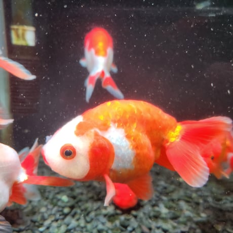 国産　らんちゅう11㎝±（志村養魚場産）