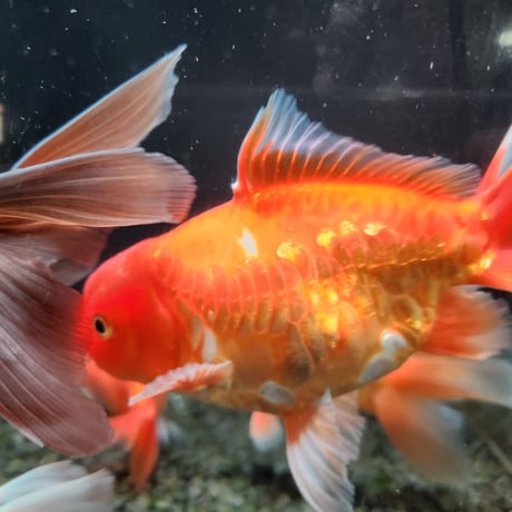 国産　ドラゴンスケールジャンボ獅子頭15㎝±