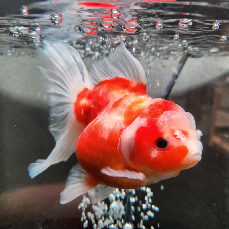 タイ産 ショートローズテールオランダ13㎝± | 金魚•クワカブ専門店 祭