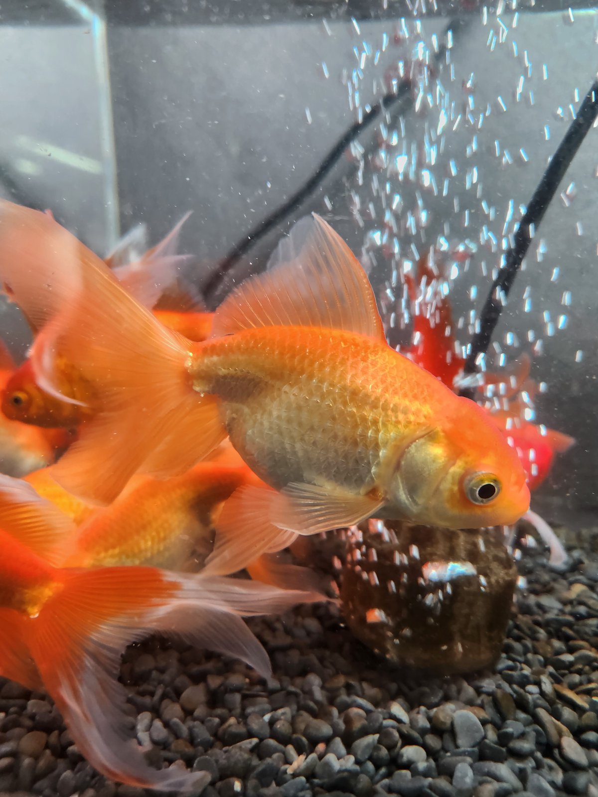 国産 ジャンボオランダ獅子頭12～14㎝± | 金魚・クワカブ専門店