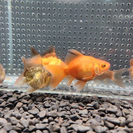 国産　ドラゴンスケール玉サバ6㎝± （吉野養魚場産）