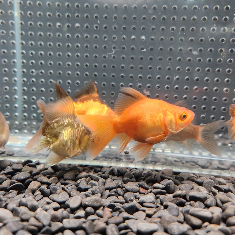 国産 ドラゴンスケール玉サバ6㎝± （吉野養魚場産） | 金魚・クワカブ