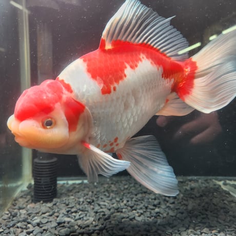 国産　上物ジャンボ獅子頭27㎝±