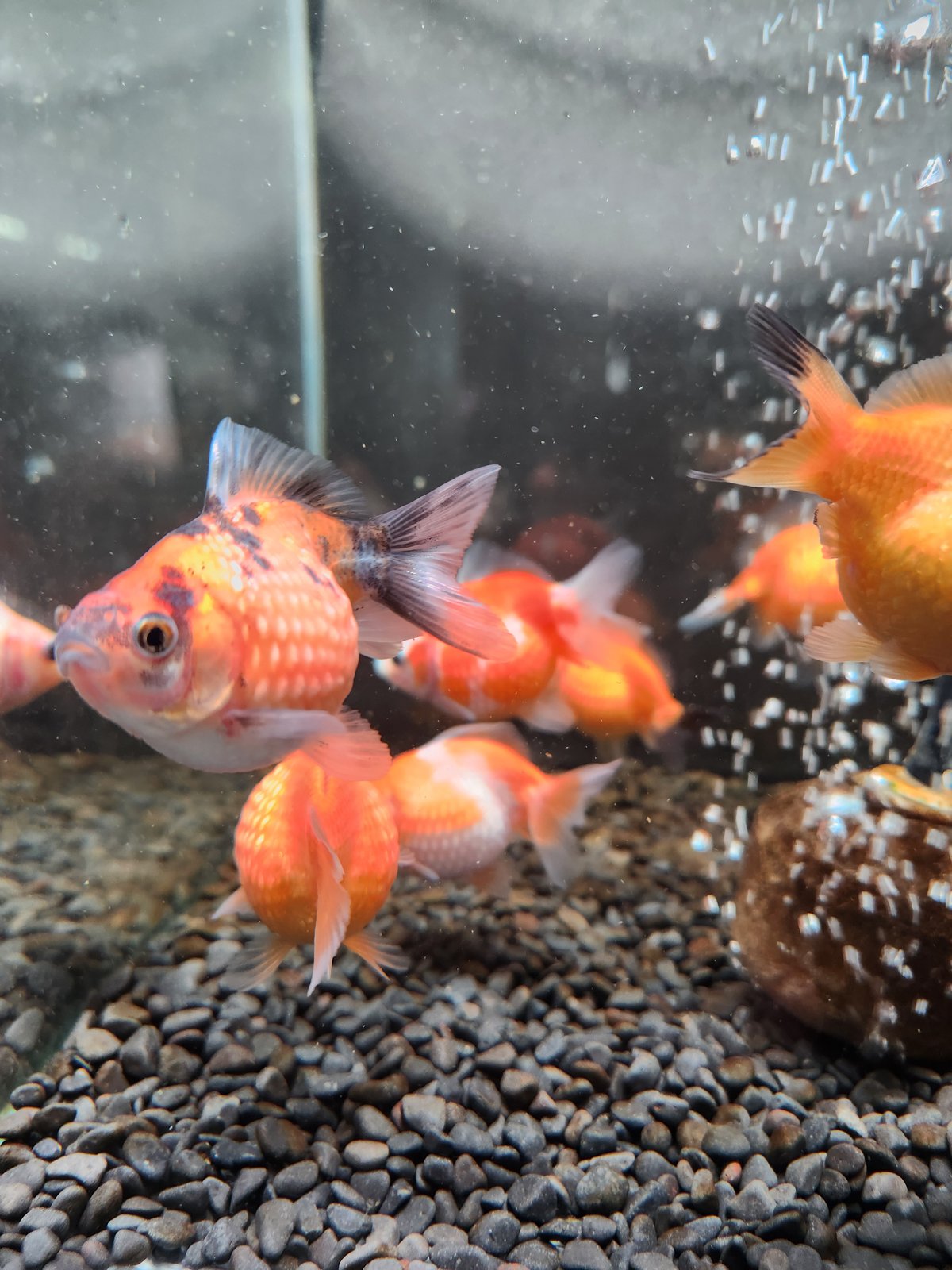 金魚ピンポンパール13センチ！ダルメシアン 金魚ピンポンパール13センチ！ダルメシアン