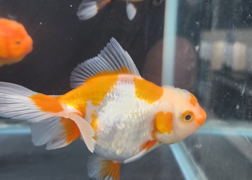 陶器 鉢 オランダ獅子頭 金魚 蟹 小物入れ キャンディポット 楽天市場】（国産金魚）オランダ獅子頭（1匹）＋キョーリン