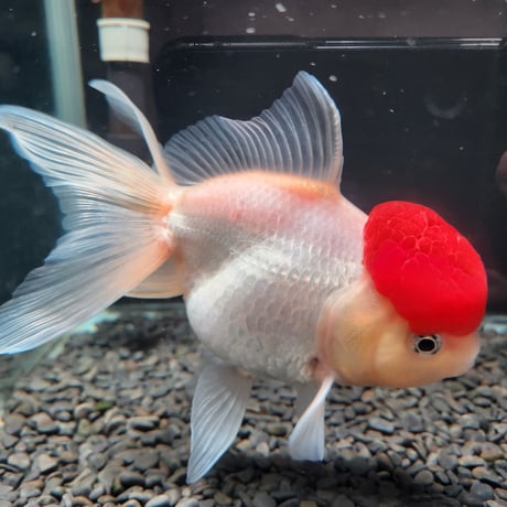 国産　上物飯田高頭丹頂17㎝±