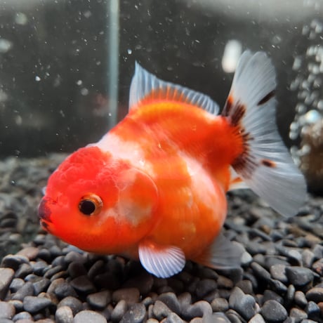 タイ産　ショートテールオランダ9㎝±