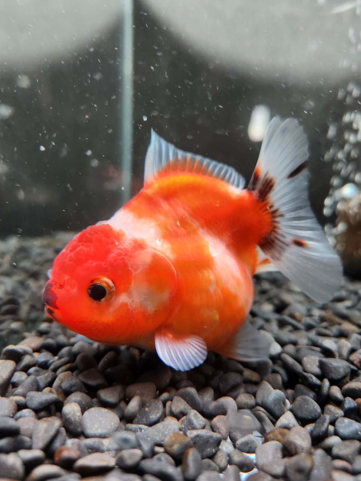タイ産 ショートテールオランダ9㎝± | 金魚•クワカブ専門店 祭