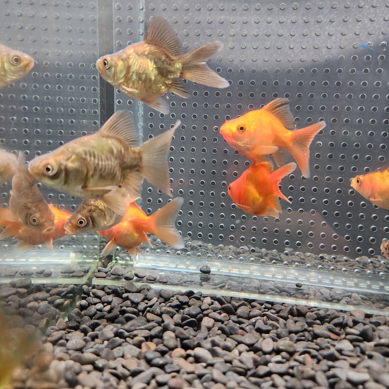 国産 ドラゴンスケール玉サバ6㎝± （吉野養魚場産） | 金魚・クワカブ