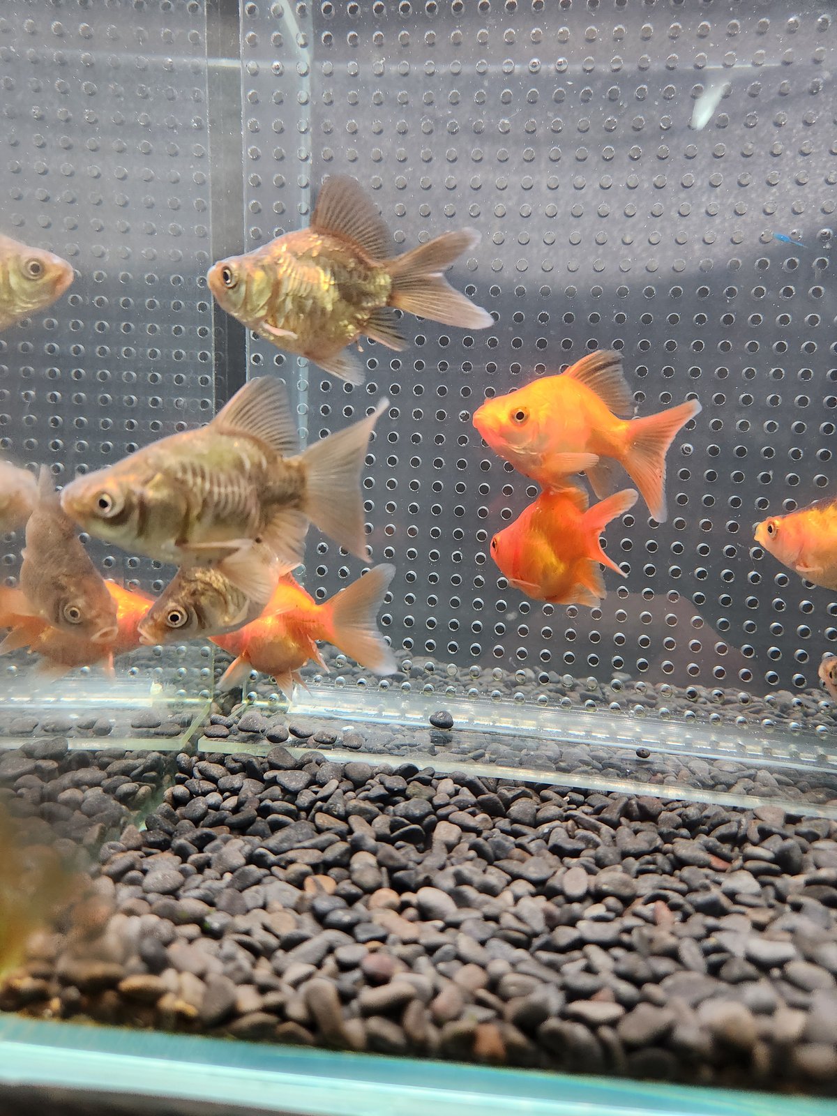 国産 ドラゴンスケール玉サバ6㎝± （吉野養魚場産） | 金魚