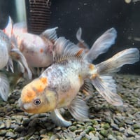 国産　鈴木系変わり東錦13～15㎝±