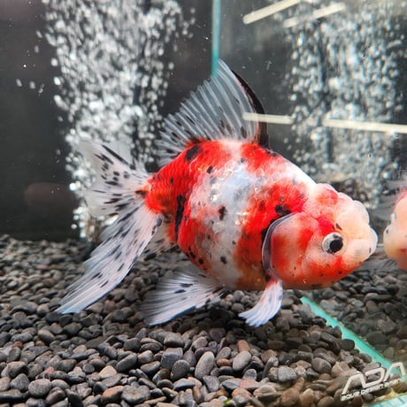 国産　上物東錦17㎝± （志村養魚場産）