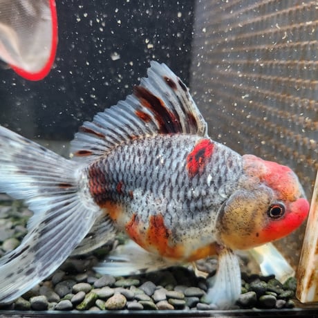 国産　五色東錦14㎝±（志村養魚場産）
