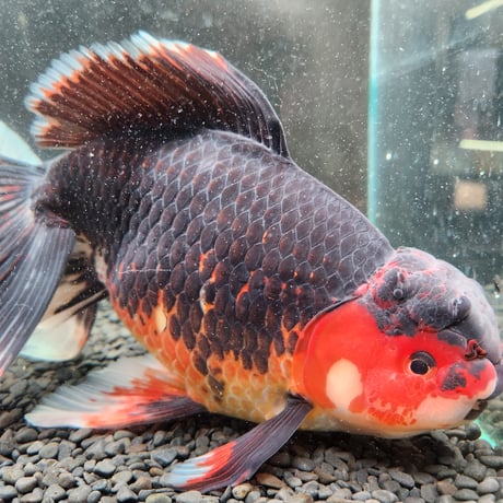 国産　上物変わりジャンボ獅子頭31㎝±