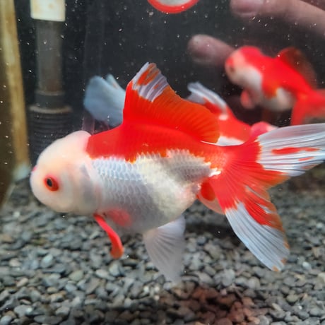 国産　飯田更紗オランダ14㎝±