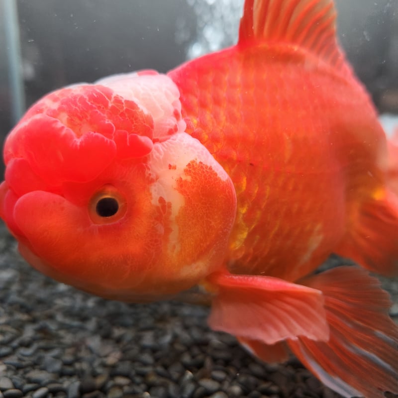 国産 上物ジャンボオランダ獅子頭20㎝± | 金魚・クワカブ専門店 祭