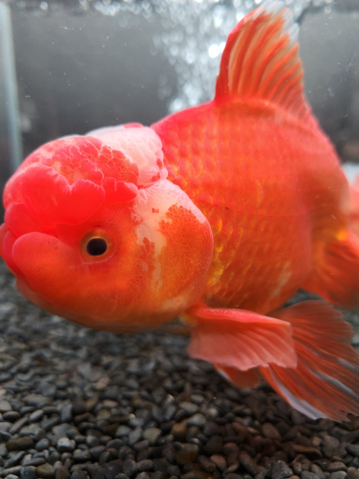 国産 上物ジャンボオランダ獅子頭20㎝± | 金魚・クワカブ専門店 祭