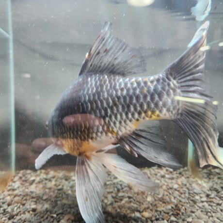 国産　特大！墨五色銀鱗コメット31㎝± （引間養魚場産）