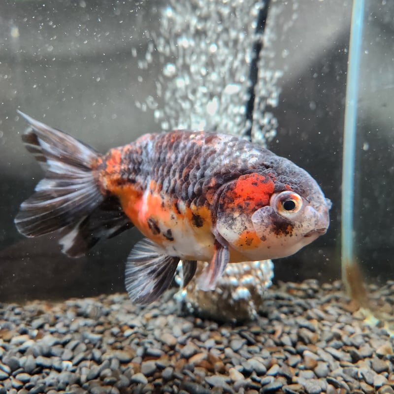 志村養魚場産　五色江戸錦　2歳　約13㎝ 五色江戸錦 志村養魚場】⁡ ⁡⁡ ⁡全長13cm、産卵確認済のメスです。⁡ 頭