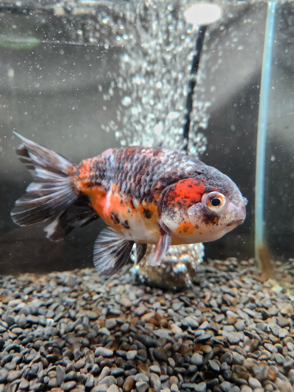 国産 五色江戸錦14㎝± （志村養魚場産） | 金魚•クワカブ専門店 祭