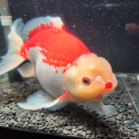 国産　上物ジャンボ獅子頭30㎝±