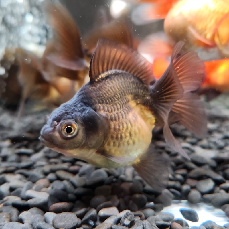 ハーフムーンオランダ　中国産　金魚　オランダ　獅子頭 金魚王子】ハーフムーンオランダ 6.5±1cm前後 (個体番号：cde529) 金魚