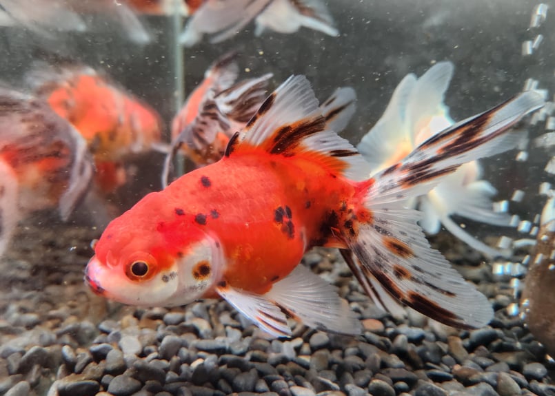 鋳物　錦鶏 国産 ジャンボ東錦12～15㎝± | 金魚・クワカブ専門店 祭-matsuri-