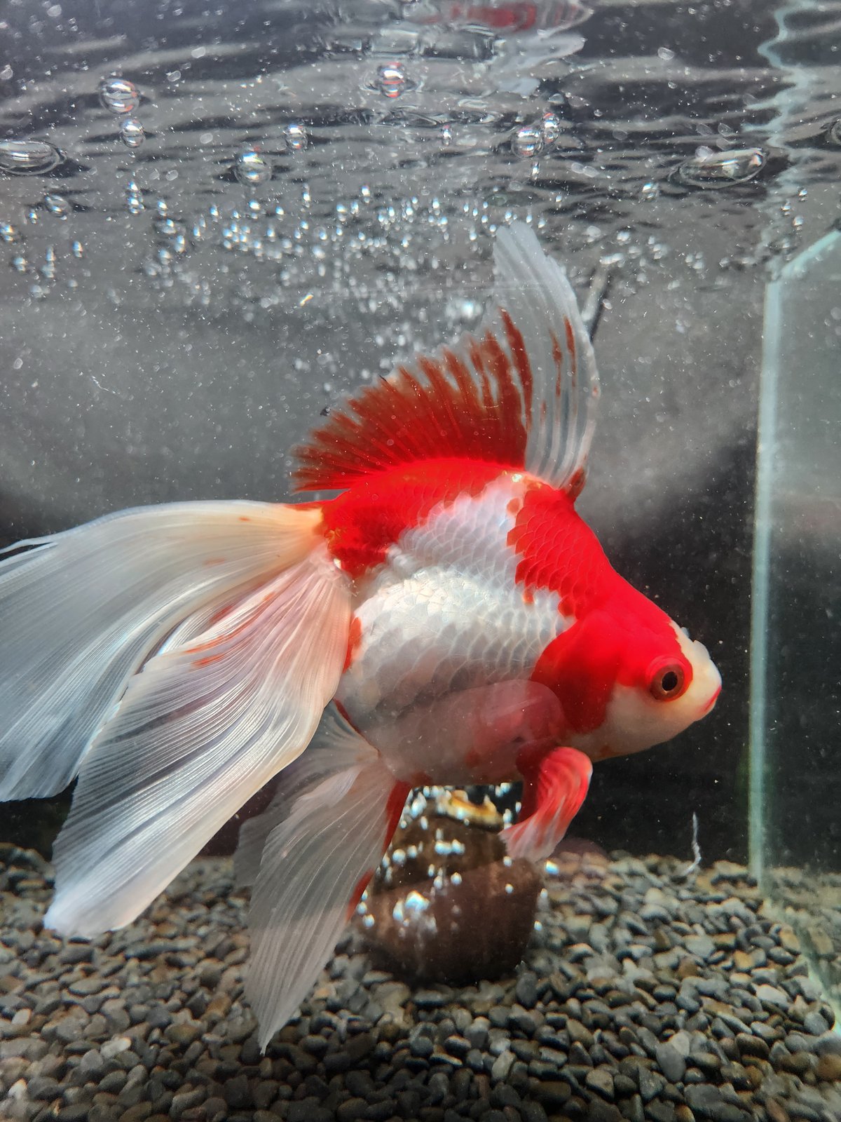 国産 更紗琉金19㎝± | 金魚・クワカブ専門店 祭-matsuri-