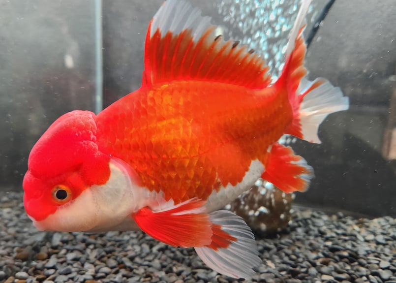 国産 ジャンボオランダ獅子頭20㎝± フナ尾 | 金魚・クワカブ専門