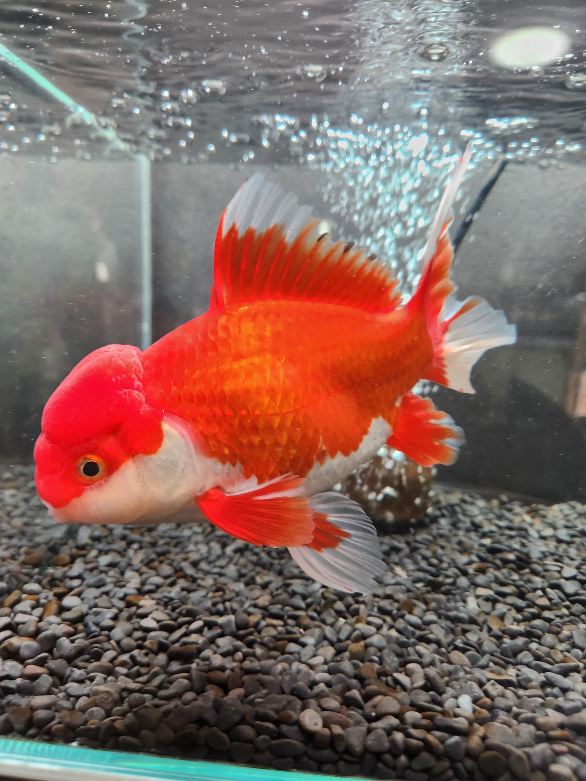 国産 ジャンボオランダ獅子頭20㎝± フナ尾 | 金魚・クワカブ専門