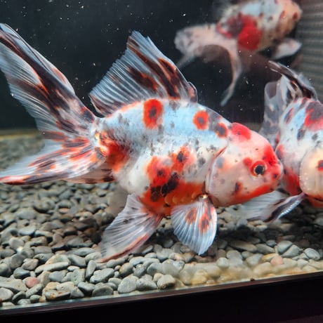 国産　飯田東錦14㎝±