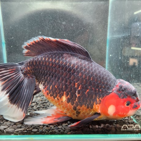 国産　上物変わりジャンボ獅子頭31㎝±