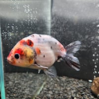 国産 黄金柳出目金12㎝±（引間産） | 金魚・クワカブ専門店 祭-matsuri-