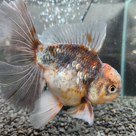 タイ産　ローズテールオランダ16㎝±
