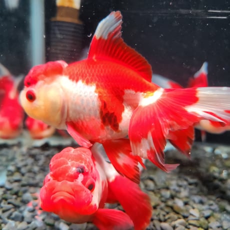 国産　飯田オランダ獅子頭13㎝±