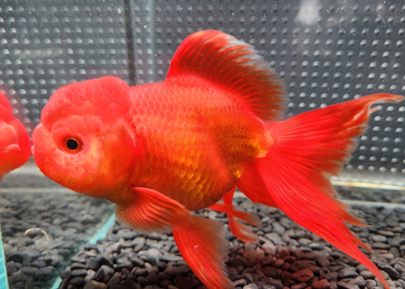 獅子頭 国産 オランダ獅子頭17㎝± （飯田産） | 金魚・クワカブ専門店