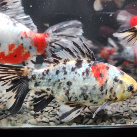 CATEGORY 隼人錦 | 金魚•クワカブ専門店 祭