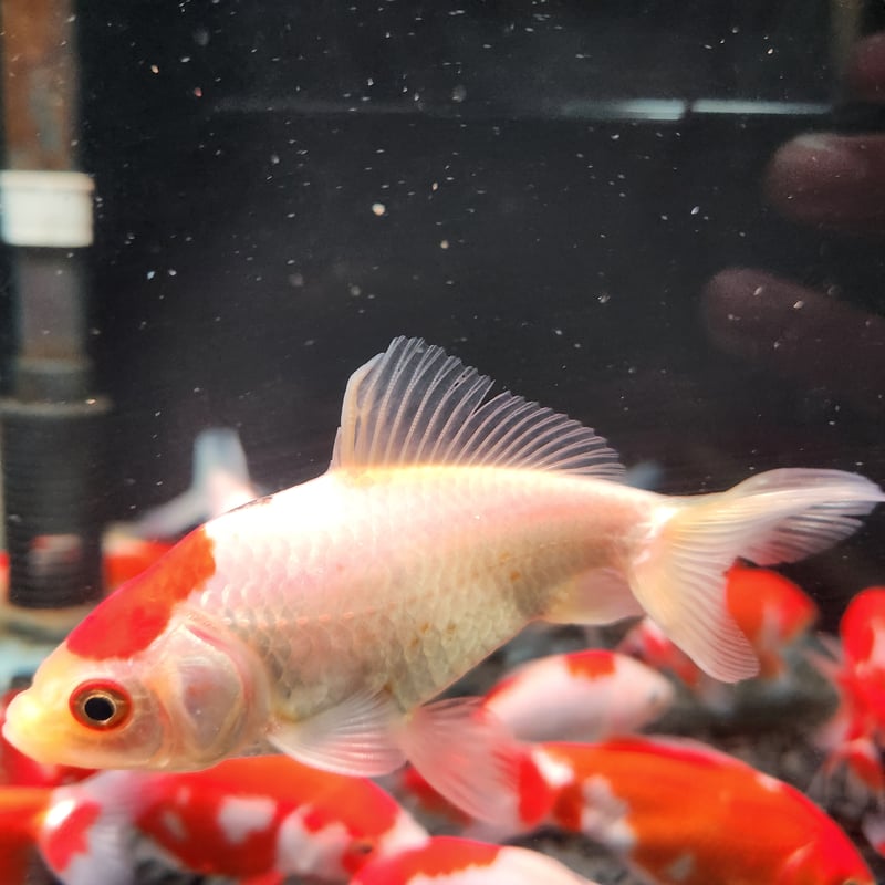 国産 ミロク和金9～12㎝±【良福観賞魚産】 | 金魚•クワカブ専門店 祭