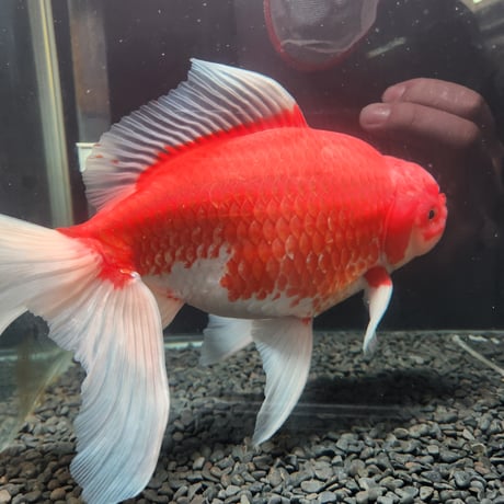 国産　上物ジャンボ獅子頭30㎝±