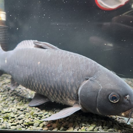 国産　特大！ブラックコメット37㎝± （良福観賞魚産）