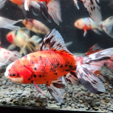 CATEGORY ジャンボ獅子頭 | 金魚•クワカブ専門店 祭