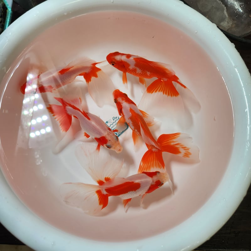 Ki　水牛角　有機宝石　唐草　透かし　貴女　カメオ　ブルー　大幅 Ki 水牛角 有機宝石 唐草 透かし 貴女 カメオ ブルー 大幅 Ki様専用 水牛角