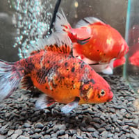 国産　上物隼人錦14㎝±