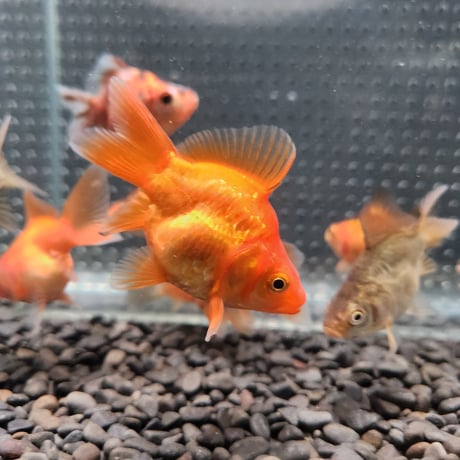 国産　ドラゴンスケール玉サバ6㎝± （吉野養魚場産）