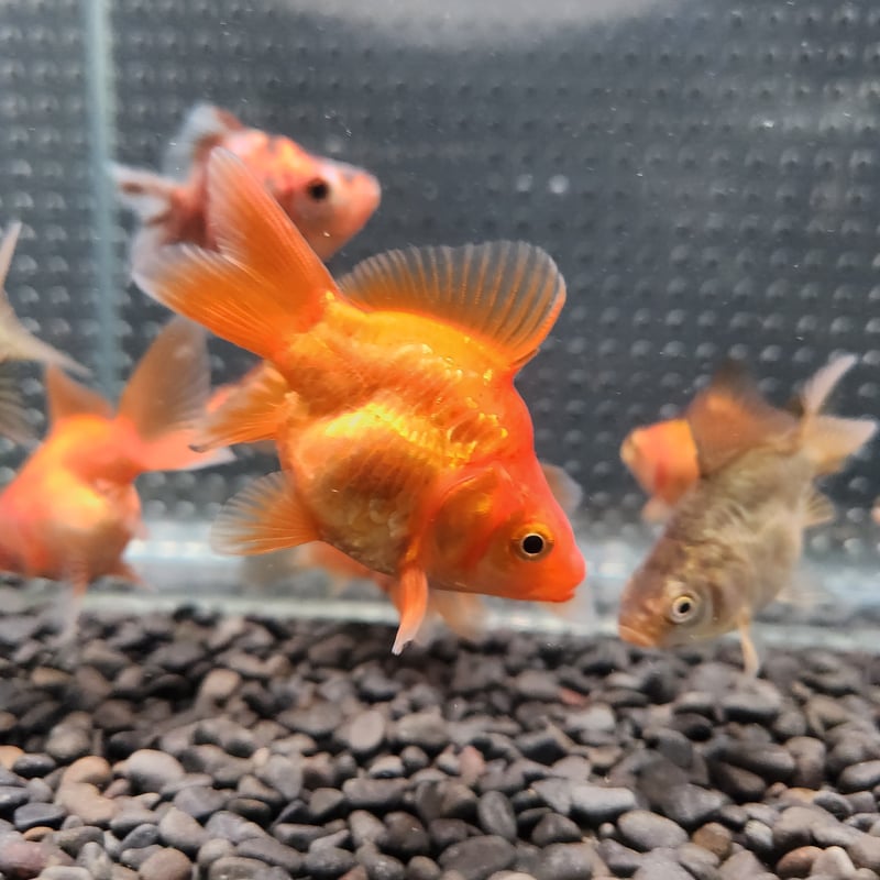 硬玉魚 蔵出し品「金魚の試作玉」…Glass2H | 彩元堂：増永元 official site